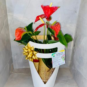 Regalo 2