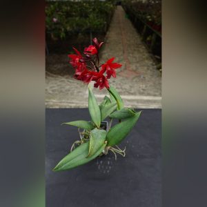 Cattleya Aurantiaca