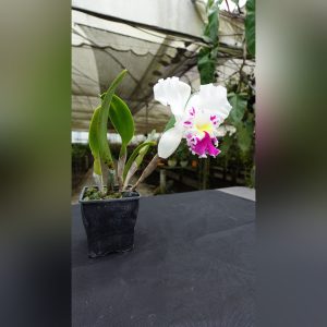 Cattleya Blanca