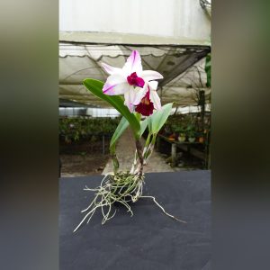 Cattleya Blanca y Fucsia