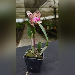 Cattleya Manchada