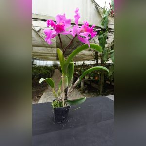 Cattleya Rosada