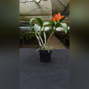 Cattleya Skinneri -