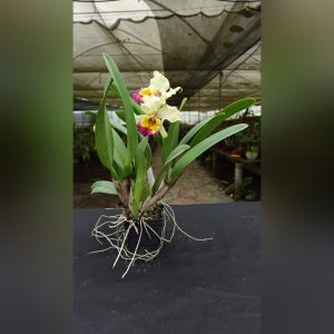 Cattleya amarilla