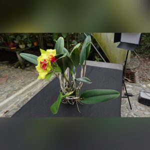 Cattleya amarilla con labelo rojo