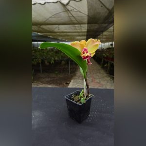 Cattleya amarillo durazno con labelo rosado