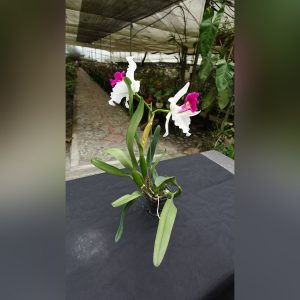 Cattleya Blanca y Fucsia