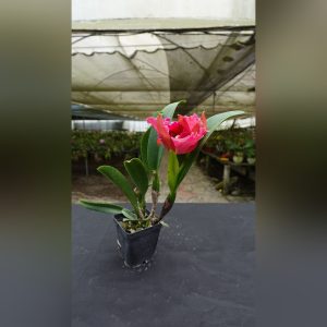 Cattleya Roja