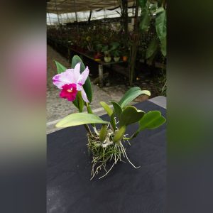 Cattleya rosada con labelo fucsia