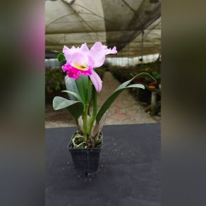 Cattleya rosada pastel