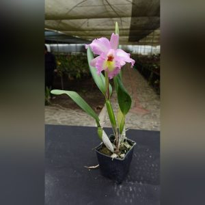 Cattleya rosado clara 2