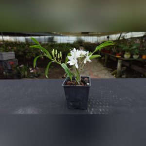 Dendrobium blanco