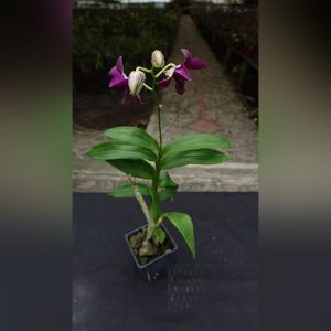 Dendrobium morado