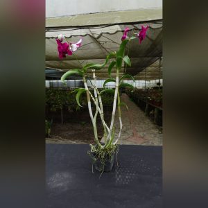 Dendrobium nobile bicolor