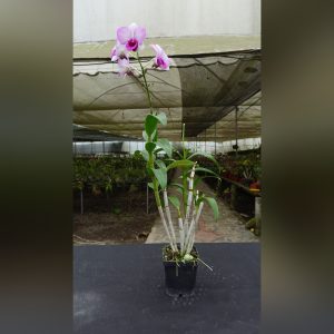 Dendrobium nobile rosado