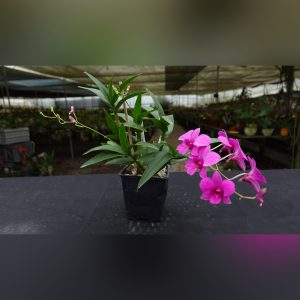 Dendrobium rosado