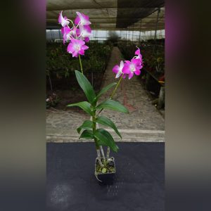 Dendrobium rosado bicolor
