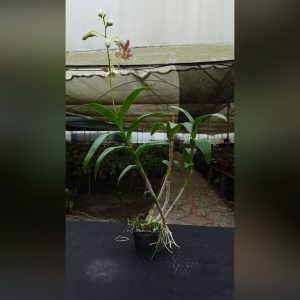 Dendrobium rosado palido
