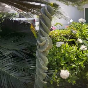 Cactus Espiral (Cereus sp.)