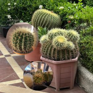 Cactus barril dorado - Echinocactus grusonii