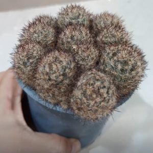 Cactus Crestado (Cactaceae sp.)