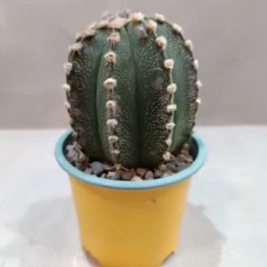 Gorro de Obispo – Astrophytum myriostigma