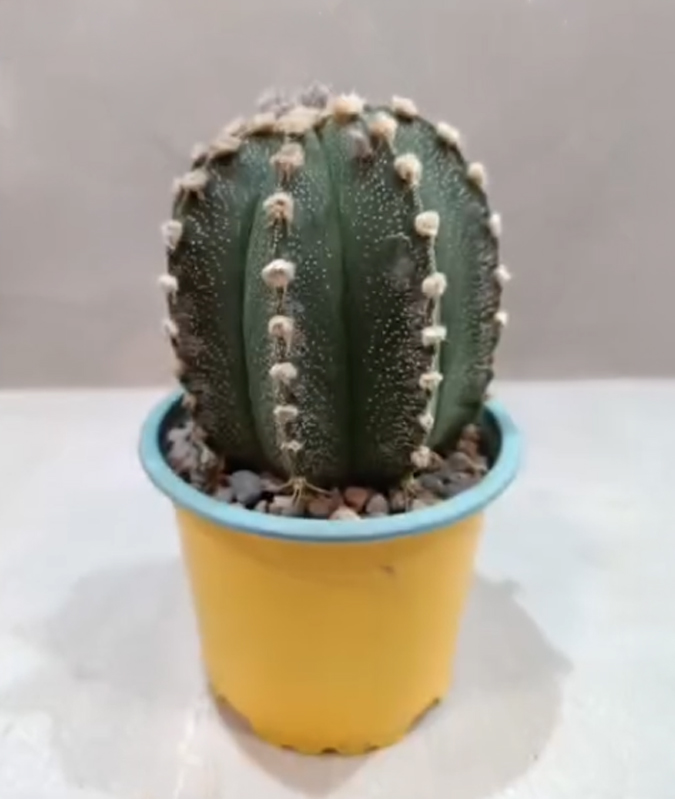 Gorro de Obispo – Astrophytum myriostigma