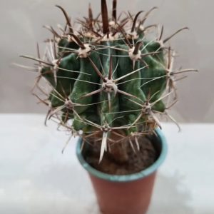 Cactus Barril – Ferocactus sp.
