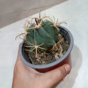 Cactus Barril de Espinas Largas – Ferocactus sp.