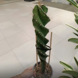 Cactus Tornado – Cereus sp.