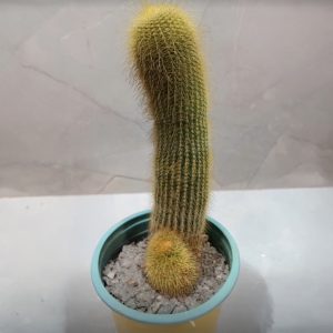 Cactus Columna Dorada – Cactaceae sp.