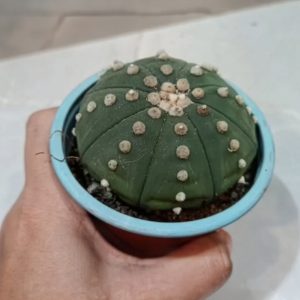 Cactus Estrella – Astrophytum asterias