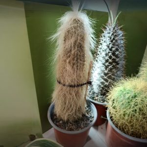 Cactus Viejito – Cephalocereus senilis
