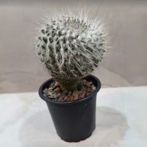 Cactus Bola de Nieve – Mammillaria bocasana