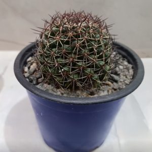 Cactus Erizo – Mammillaria sp.