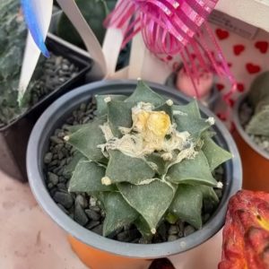 Cactus Estrella de Roca – Ariocarpus sp.