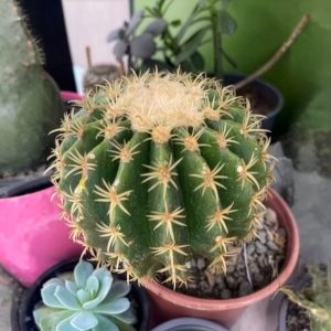 Cactus Barril Dorado – Parodia sp.