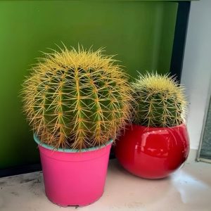 Asiento de Suegra – Echinocactus grusonii