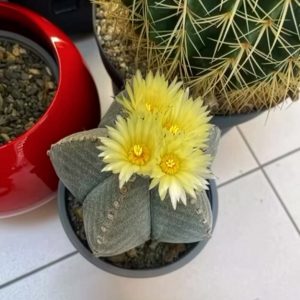 Gorro de Obispo Florecido – Astrophytum myriostigma