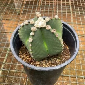 Gorro de Obispo Verde – Astrophytum myriostigma
