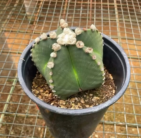 Gorro de Obispo Verde – Astrophytum myriostigma