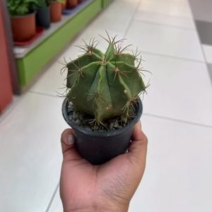 Cactus Barril Verde – Ferocactus sp.