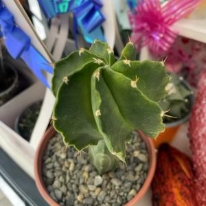 Cactus Ondulado – Cereus sp.