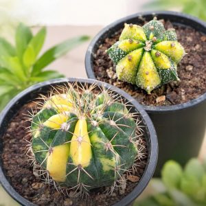 Cactus Variegado – Gymnocalycium sp.