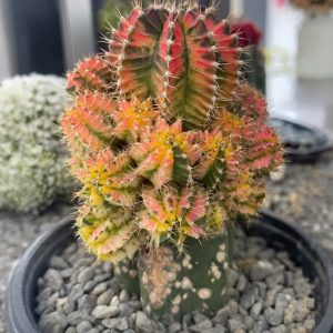 Cactus Variegado Crestado – Cactaceae sp.