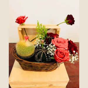Regalo 15