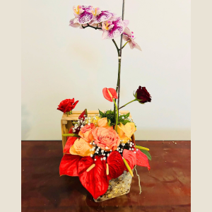 Regalo 7