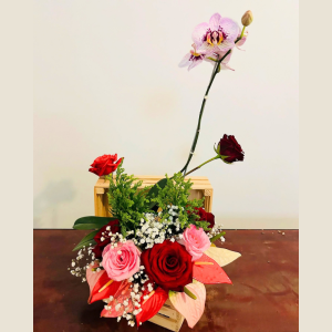 Regalo 8