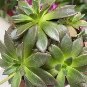 Echeveria Verde – Echeveria sp.