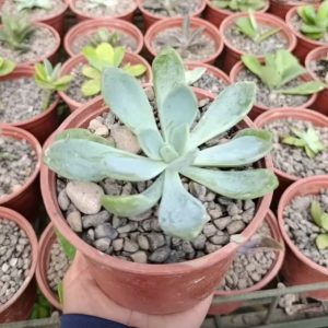 Echeveria Azul – Echeveria sp.